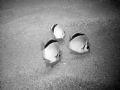 A cool picture in B&W of some butterfly fish. It was taken off Cabo San Lucas