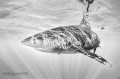 Oceanic Whitetip slicing through the crystal clear waters with sunlight rippling across her body.