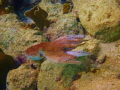 Octopus, Bonaire!