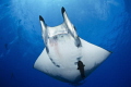 Divers watching mobula fly bye at Princess Alice Bank - Azores