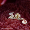 Porcelain Crab, Lembeh Strait