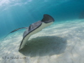 I took this at the Stingray City Deep dive site in a group of 15 people.  I was lucky in that there was enough current to blow away the worst of the silt they kicked up.