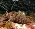Tompot blenny