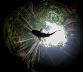 Cenote Silhoette - Little Rhamdia Catfish in a Mexican Cenote.