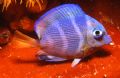 Lil' Tang