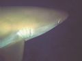 I love this picture of a Caribbean Reef shark that I took during a shark feed while on the Aquacat Liveaboard Cruise. It almost seems like you can feel the sharks rough skin.
