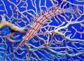 dive spot: Om Sid (Dahab)