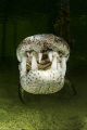 Crocodylus acutus_5