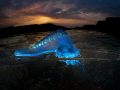 An over/under of a bluebottle (physalia physalis) I love how the pneumatophore (air bladder) of this bluebottle caught the light from my underwater strobe and lit up like a fluorescent tube!! Amazing!