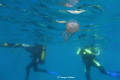 jellyfish and divers