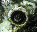 BLENNY
