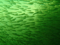 this was shot in Biscayne Bay Florida with a canon G16,Fantasea housing