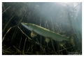 Adult pike in a little Swiss lake. Nikon d7100, tokina 10-17 @10mm and 2 inon Z240 Strobes