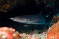 A Whitetip reefshark under some boulders.