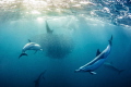 Sardine in the mouth