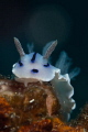 nudi on his way