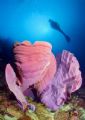 Elephant ears:Nikon D100, 10,5 wide lens, Two strobo