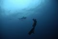 This image of two Zambezi (Bull) Sharks was taken at around 15m while freediving on the Pinnacles off Ponta Mamoli, southern Mozambique, with a Nikon D100 in a Sea and Sea Housing, natural light.