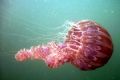 Black Sea Nettle - La Jolla, CA.
