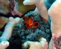 Anenome Fish protecting home. Great Barrier Reef 2006.