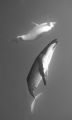 Humpback Ballet. Taken while snorkelling with them in Rurutu, French Polynesia.
