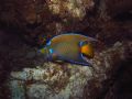 I love the way this angelfish almost glows. Exuma Islands Bahamas