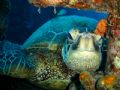 Hawaiian Green Turtle laying on top of Yo-257 shipwreck on southern shore of Oahu, Hawaii. Sony P100 w/ Epoque strobe.