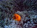 Tomatoe Anemone Fish