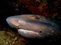 Carpet Shark
Alderman Islands
New Zealand