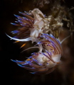 Cratena peregrina