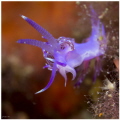 A small pink flabelina