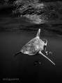 Oceanic Whitetip with pilotfish
Canon 5D3 w 8-15mm fisheye
Cat Island, Bahamas