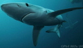 Blue shark taken off Cape point, South Africa, May 2014 in freeezing cold water.