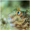 A blennius
