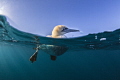 South Africa Gannet