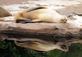 A seal bathes in the sun.