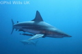 Oceanic blacktip. Aliwal Shoal, South Africa. Canon 7D, sigma 8-16mm, Nauticam housing, Sea & Sea YS-D1 strobes