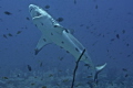 Grey Reef Shark in Cleaning Station...