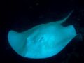 Albino long tailed stingray, Poor Knights Islands, using Olympus 50/60 camera with internal flash.