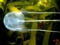 Jelly Fish