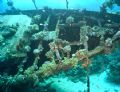 American Yacht sunk in early 90's in Southern Red Sea. Taken with Sony Cybershot DSC-T1 in Sony underwater housing + Sea & Sea YS25 Auto strobe.