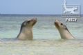 Seals Abrohlos islands western australia taken canon20D wide angle 
very friendly pair swam with them for a few hours