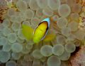 Red Sea Anemone Fish in Bubble Anemone, taken in September 2005 in Southern Red Sea using Sony DSC-T1/YS-25 Auto strobe.