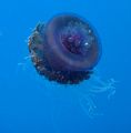 Moon jellyfish about a metre under the surface in Southern Red Sea. Taken with Sony DSC-T1 + YS-25 Auto strobe.