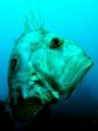 John Dory, Hahei, New Zealand.