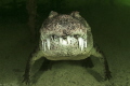 Crocodylus acutus_8