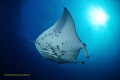 I love Manta ...