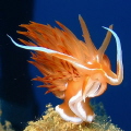 Dancing seaslug