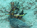 Flamboyant Cuttlefish having their ritual courtship