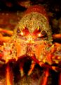 Cray fish
little barrier island
new zealand.